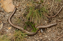 David Plant Photography - Wildlife Photography - Slow worm - E